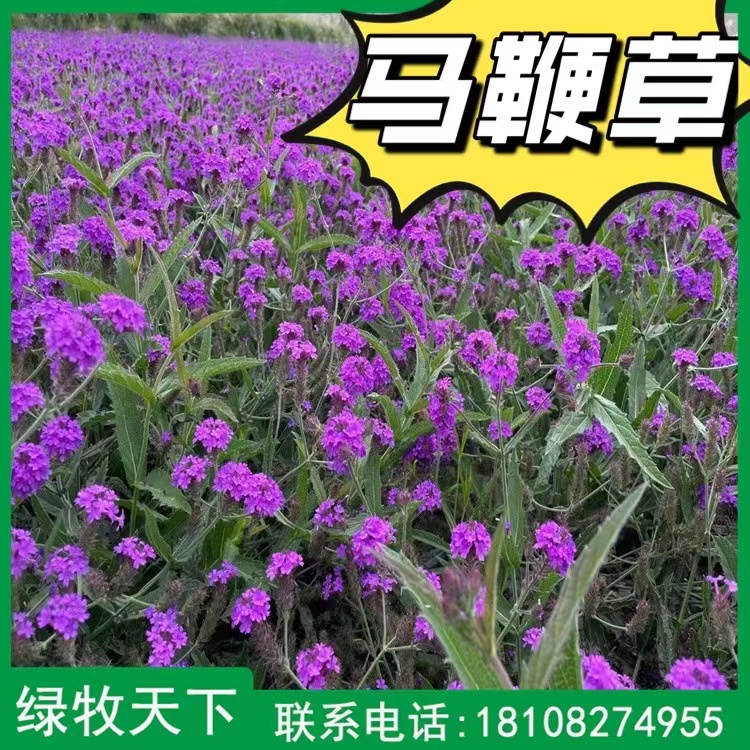 馬鞭草種子批發(fā) 花卉灌木種子價(jià)格 綠牧天下