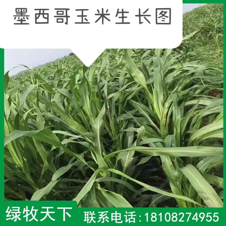 綠牧花草種子現(xiàn)貨直發(fā) 墨西哥玉米高產(chǎn)牧草種