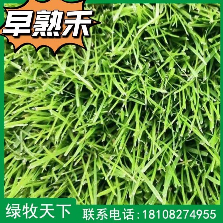 成都專業(yè)牧草種子 早熟禾草種供應(yīng) 綠牧天下