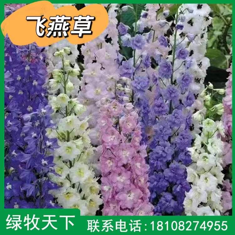 觀賞花種 飛燕草種子批發(fā) 四川綠化種子供應(yīng)