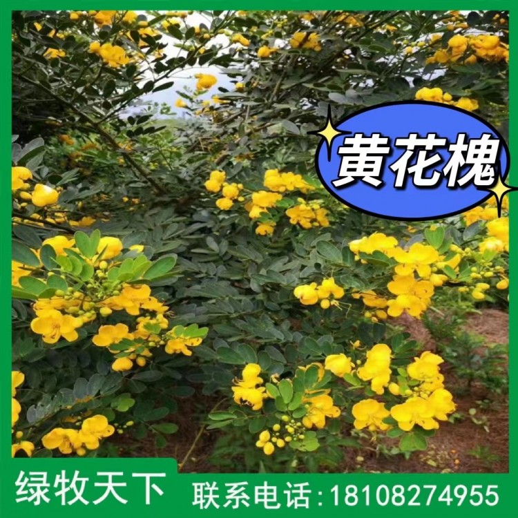 四川黃花槐紅色醉蝶種子草種現(xiàn)貨出售 綠牧天下