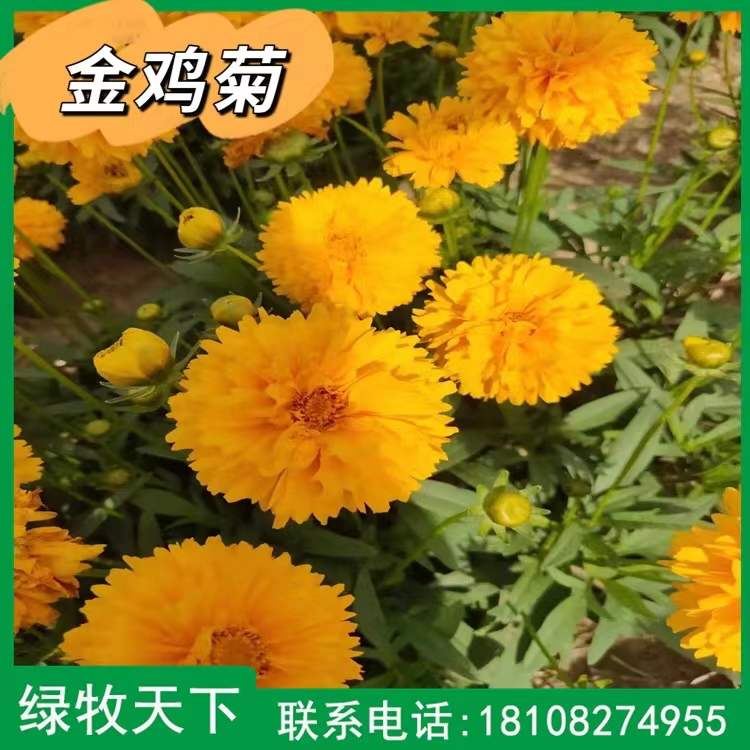 四川金雞菊黃花決明銀合歡灌木種子草種花種現(xiàn)貨出售 綠牧天下