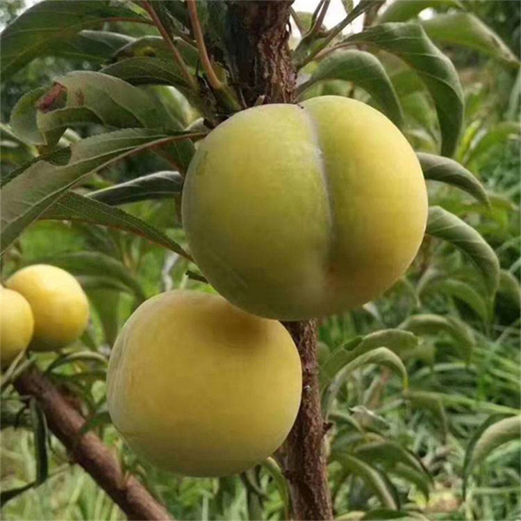 四川蜂糖李 蜂蜜李樹苗批發(fā) 李子種植基地