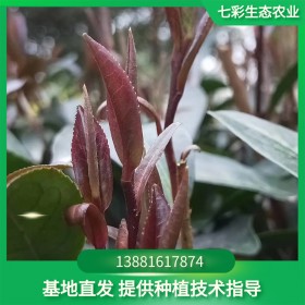 云南大葉茶苗批發(fā) 基地直發(fā)