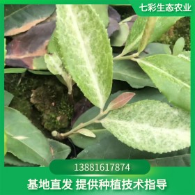 茶農(nóng)直供 奶白茶苗 極白茶苗 七彩生態(tài)農(nóng)業(yè)茶苗基地 新品種茶樹苗