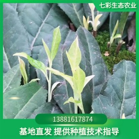 新品種極白茶苗 極白奶白茶苗供應(yīng) 基地批發(fā)茶苗