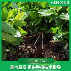 極白茶苗基地供應(yīng) 扦插苗特色茶樹苗批發(fā) 量大從優(yōu) 七彩生態(tài)農(nóng)業(yè)茶苗基地