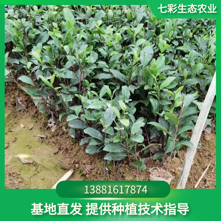 川黃一號(hào)大茶樹現(xiàn)起幼苗茶苗 基地種植 七彩農(nóng)業(yè)