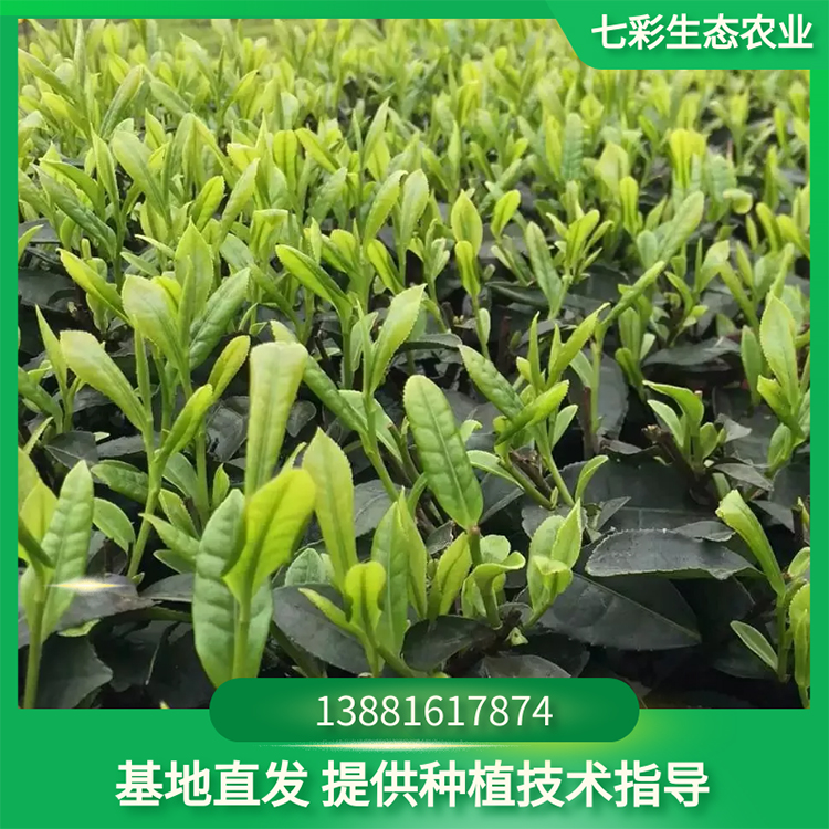 福選九號(hào)現(xiàn)起優(yōu)質(zhì)茶苗 高成活率 苗圃現(xiàn)貨出售 七彩