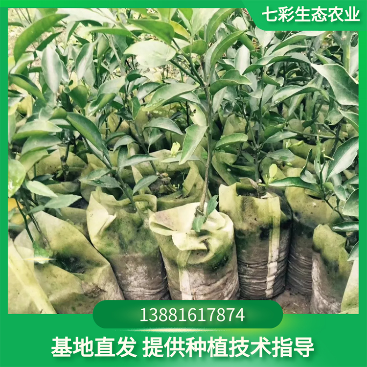 甘甜易存活高產(chǎn)量柑橘苗 苗圃種植果樹樹苗 七彩