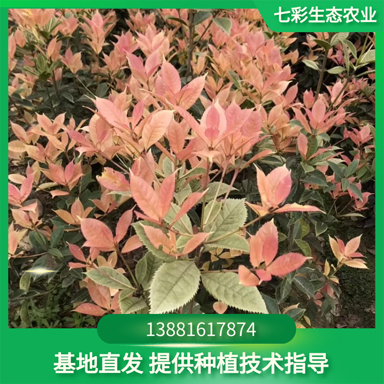 觀賞花卉優(yōu)質(zhì)桂花種苗現(xiàn)起現(xiàn)貨出售 七彩農(nóng)業(yè)