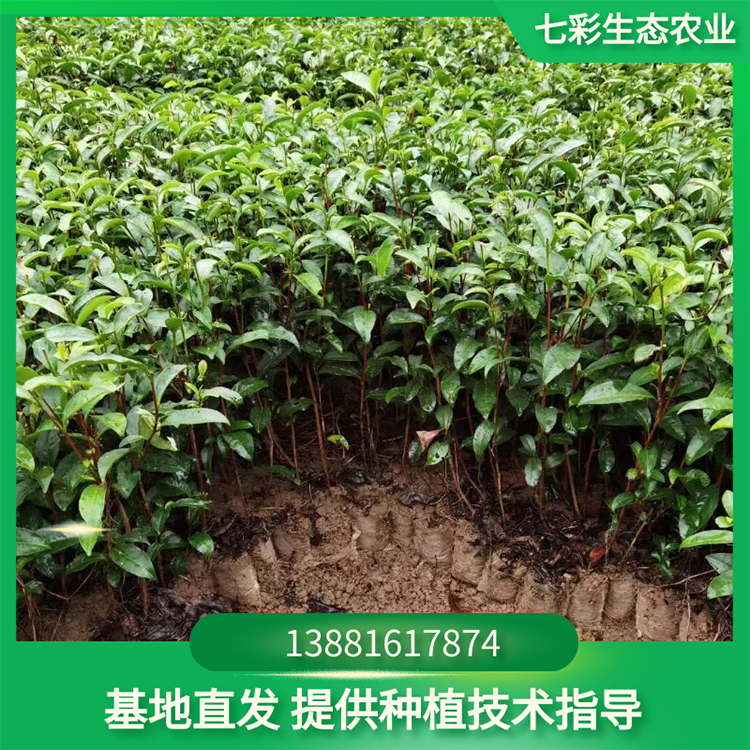 奶白梅占營(yíng)養(yǎng)袋茶苗種植出售 茶苗基地現(xiàn)貨 七彩農(nóng)業(yè)