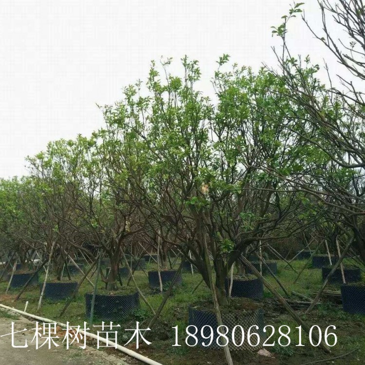 10-30cm柚子樹 綿陽柚子樹批發(fā)基地 柚子樹批發(fā)