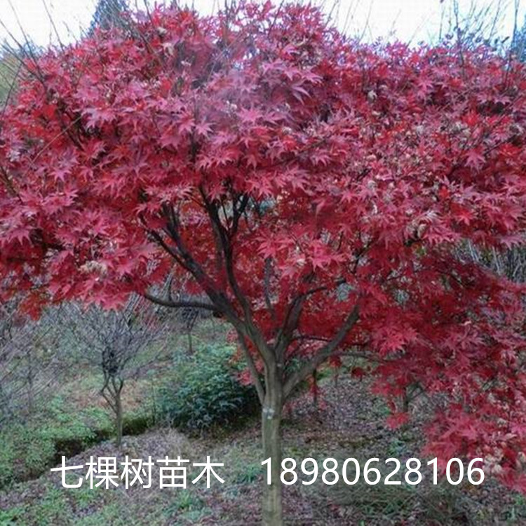 3-15cm紅楓-三季紅楓 羽毛紅楓 日本紅楓 中國紅楓 美國紅楓 綿陽紅楓樹批發(fā)基地