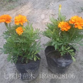 草花 成都草花批發(fā)基地