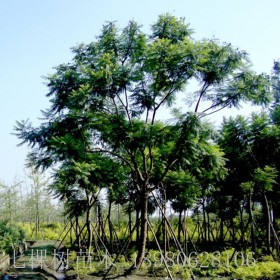 成都藍花楹基地 藍花楹綠化  藍花楹價格