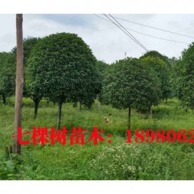 成都批發(fā)桂花樹 高分枝桂花樹  2020年種植基地銷