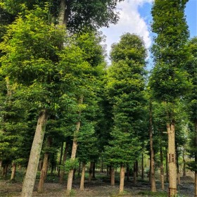 浙江批發(fā)楨楠樹  七棵樹楨楠種植基地