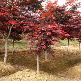 紅楓樹(shù) 胸徑5-8公分 叢生美國(guó)紅楓 土球直徑16cm 庭院樹(shù) 七棵樹(shù)園林