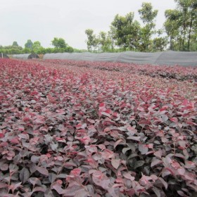 成都紅繼木批發(fā) 20至30公分地苗杯苗  現(xiàn)貨供應(yīng)