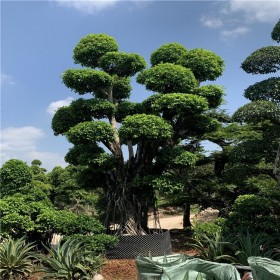 成都批發(fā)小葉榕 嫁接樁頭 各種規(guī)格風景樹  存活率高