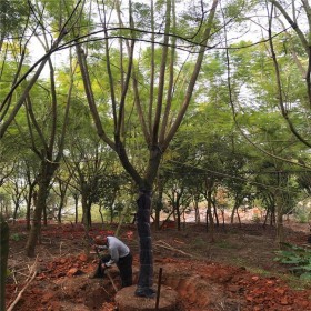 藍花楹樹 基地供應(yīng) 叢生移植5-20公分胸徑  行道景區(qū)風(fēng)景綠化樹