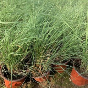 粉黛亂子草 綠化園林草花類植物 觀賞類 七棵樹園林