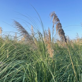 成都栽種子 濕地綠化矮蒲葦草籽 大量供應矮蒲葦種