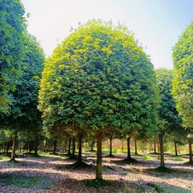 常年供應大量種植桂花樹 桂花樹基地 優(yōu)質供應 基地種植