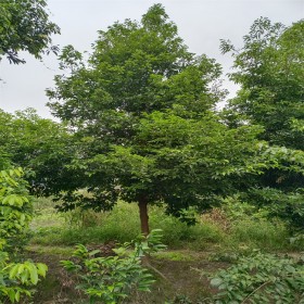 天竺桂基地批發(fā) 天竺桂價格 園林綠化工程苗供應