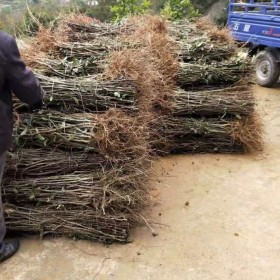 百部種植介紹