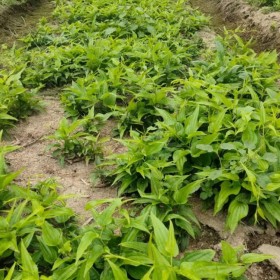 百部種植介紹