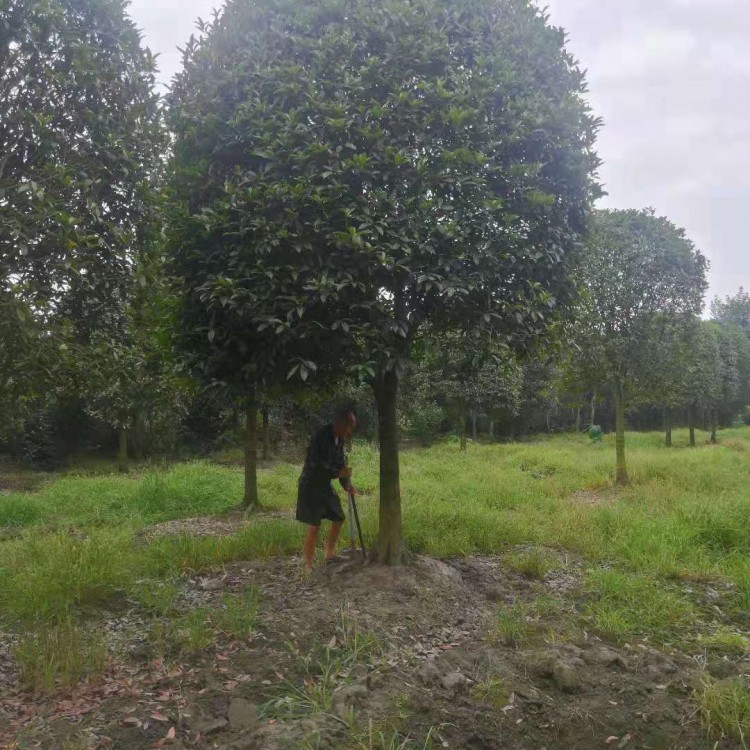 成都桂花樹基地 出售桂花樹苗 價(jià)格優(yōu)惠 15cm桂花樹批發(fā)基地