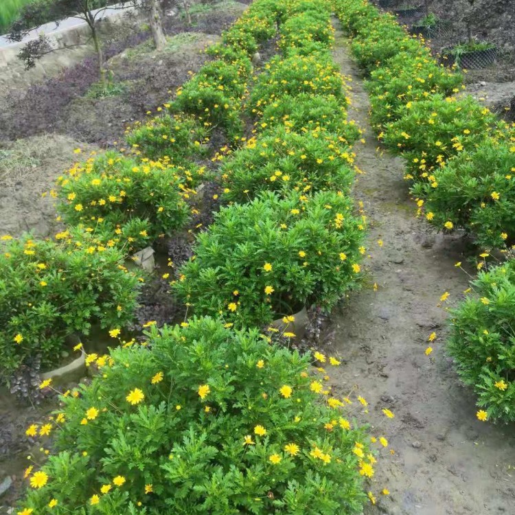 成都木春菊批發(fā) 瑪格麗特菊價格出售杯苗木春菊