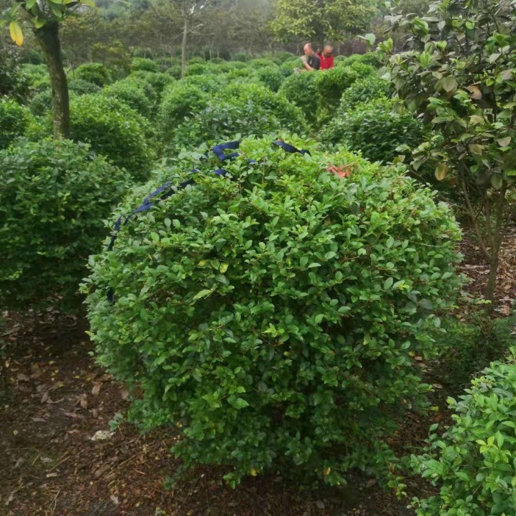 蓉錦創(chuàng)綠化苗木培育基地 1.2米金葉女貞球廣場(chǎng)花壇綠化用苗