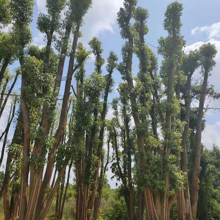 四川香樟樹基地 供應(yīng)叢生香樟園林植物移栽 香樟樹多頭 基地批發(fā)價(jià)格優(yōu)惠