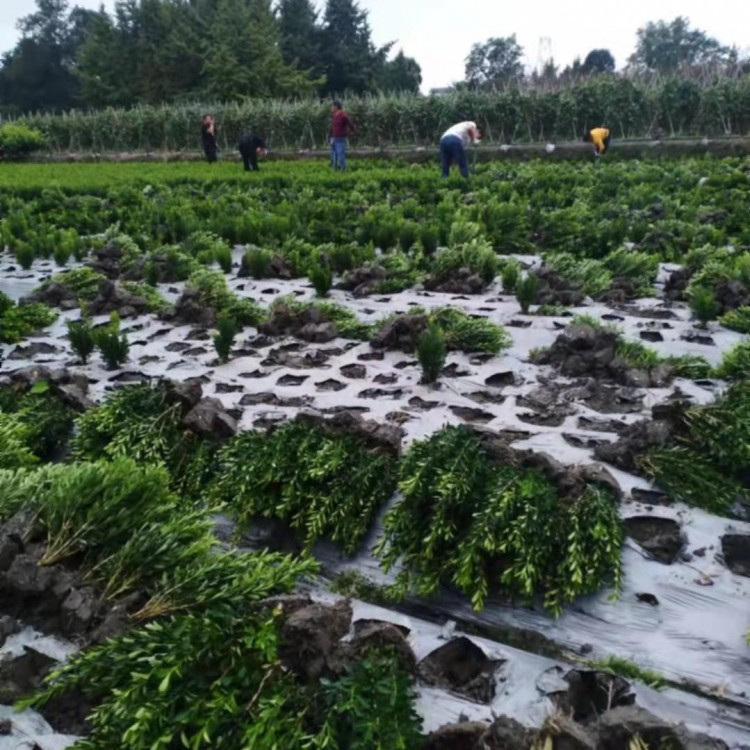 瓜子黃楊 成都基地銷售 瓜子黃楊小毛球 各種規(guī)格 工程量大價優(yōu)