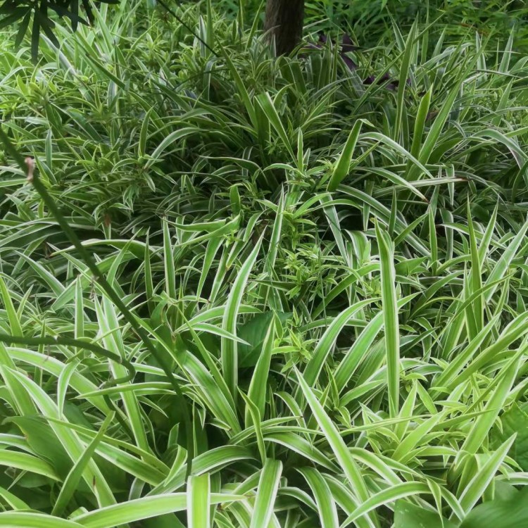 吊蘭種植基地 多年生常綠草本植物金邊吊蘭苗