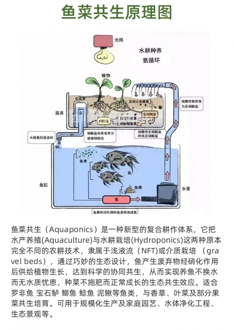 魚(yú)菜共生詳情頁(yè)_3