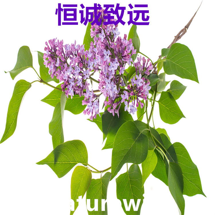 芹菜素  520-36-5   三大圖譜 高純98% 對(duì)照品中檢所