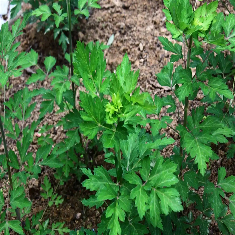 野薔薇苷 對照品標(biāo)準(zhǔn)品 高純度 三大圖譜 科研專用