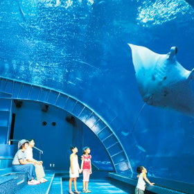 戲浪海洋館設(shè)計施工水族工程 海洋館魚缸 大型亞克力有機(jī)玻璃魚缸造景