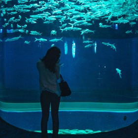 戲浪大型魚缸定做安裝 海洋館設計施工維護 水族工程 亞克力大魚缸設計定制