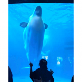 戲浪定做大型魚缸水族工程 海洋館造景 亞克力板材生產(chǎn)廠家維生系統(tǒng)維護