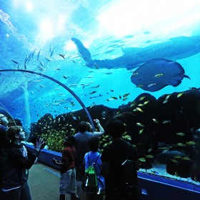 專業(yè)水族館魚缸圖紙設(shè)計 定制大型海洋館亞克力魚缸工程