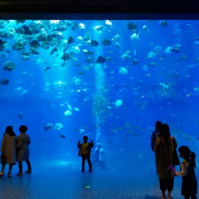 四川戲浪海洋館設(shè)計 水族館工程改建 大魚缸定制廠