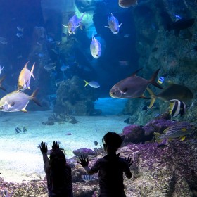 四川戲浪海洋館設(shè)計(jì) 大型亞克力魚缸定做公司 水族館施工建造 海洋館水產(chǎn)養(yǎng)殖過濾設(shè)備系統(tǒng)