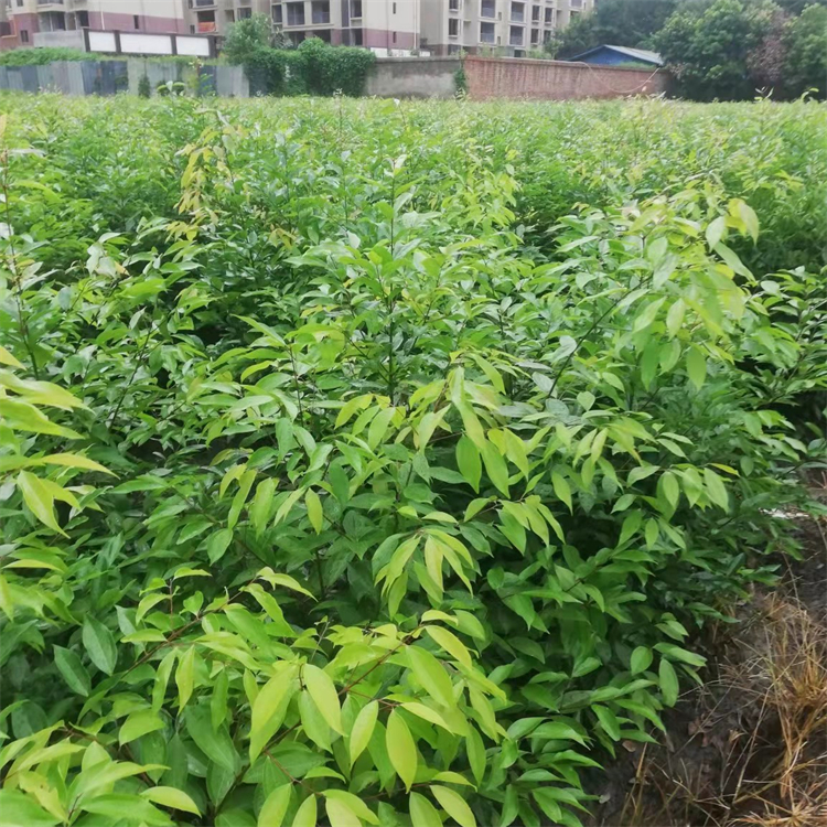 叢生天竺桂 高桿桂花 常綠喬木種植園林景觀工程綠化 多規(guī)格