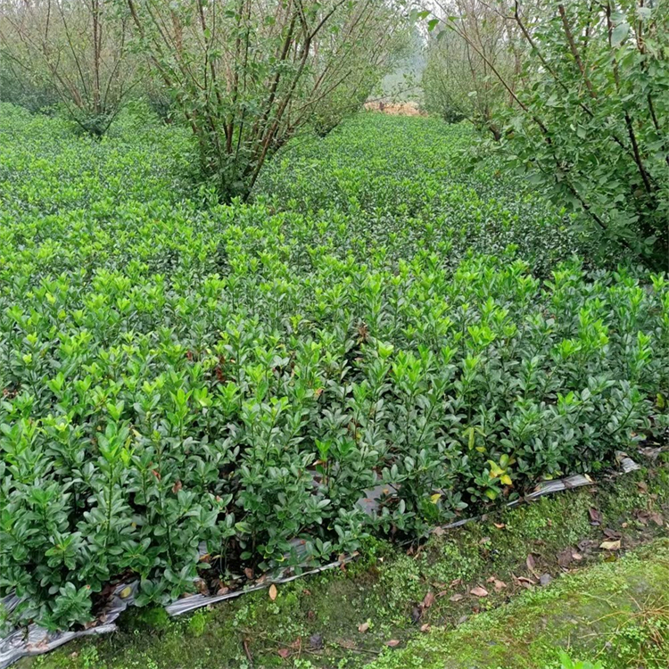 大葉黃楊小苗 20-302公分黃楊杯苗 基地現(xiàn)貨 大量供應