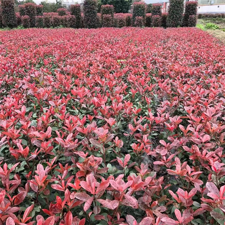 紅葉石楠苗 綠化工程苗木紅葉石楠大杯苗 植物圍墻籬笆綠籬